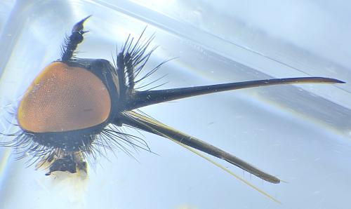 Empis sericans